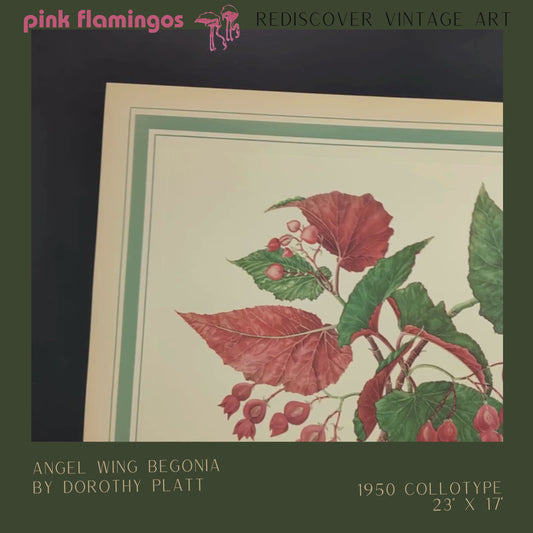 Angel Wing Begonia by Dorothy Platt | 1950 Vintage Botanical Collotype | Scarlet Begonia Wall Art