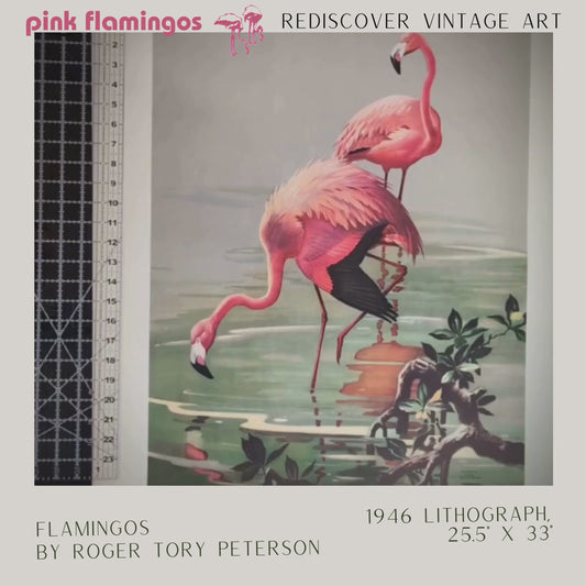 Flamingos by Roger Tory Peterson | 1940s Audubon Style | Offset Lithograph | Tropical or Nature-Inspired Decor