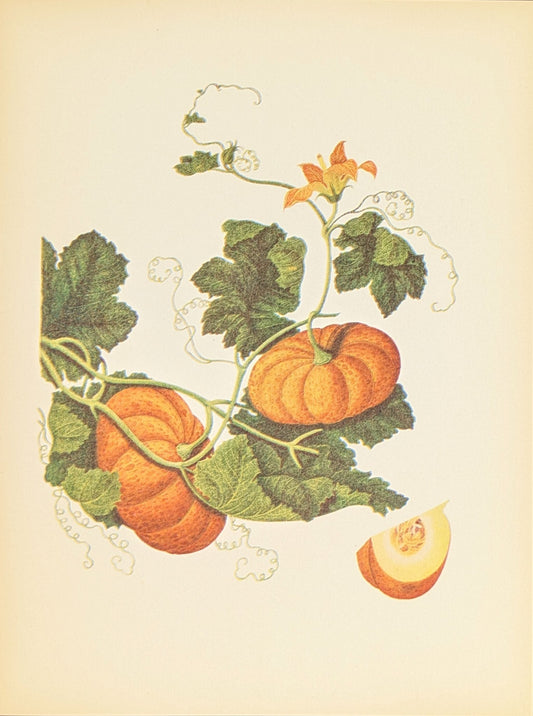 Pumpkin | Unique Vintage Collotype Wall Art c.1950 | Chinese Still Life Print - Collotype - Pink Flamingos