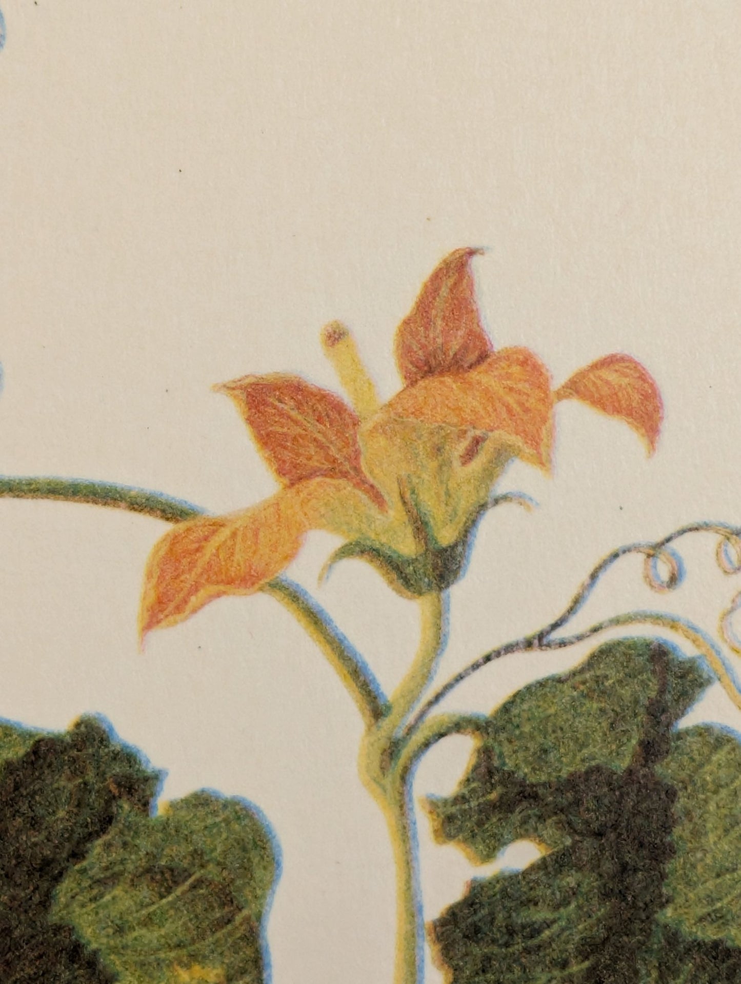 Pumpkin | Unique Vintage Collotype Wall Art c.1950 | Chinese Still Life Print - Collotype - Pink Flamingos