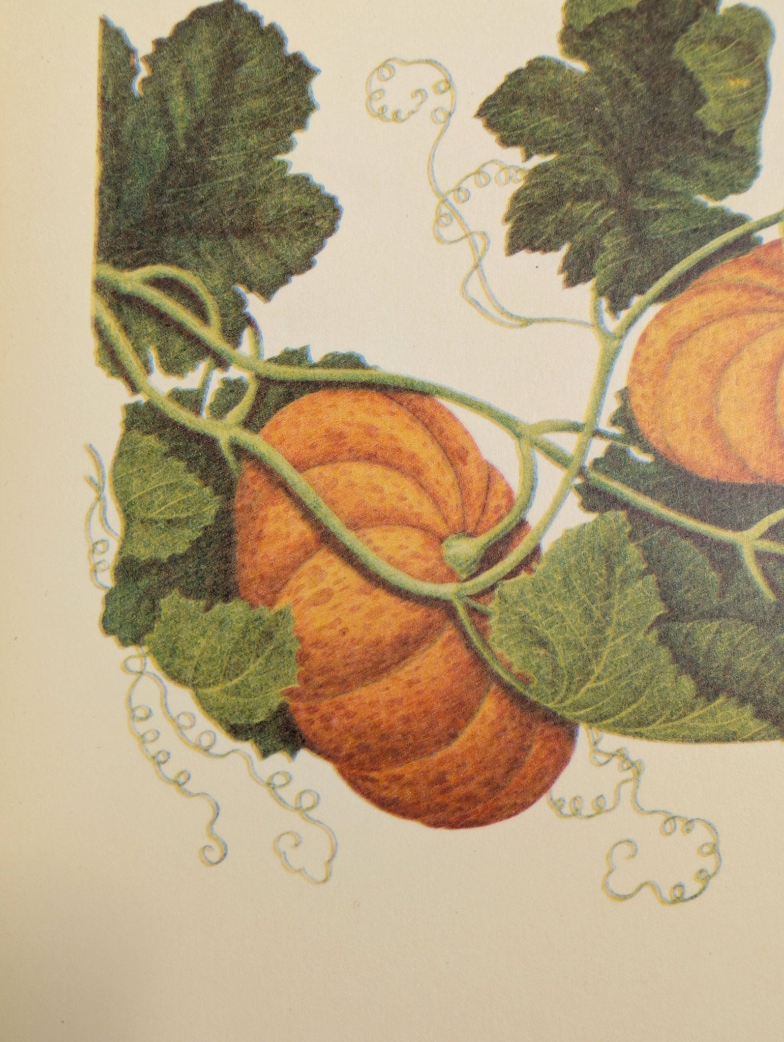 Pumpkin | Unique Vintage Collotype Wall Art c.1950 | Chinese Still Life Print - Collotype - Pink Flamingos