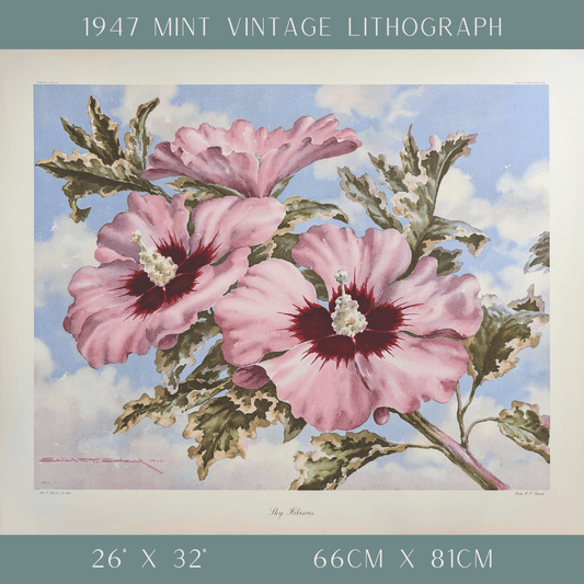 Sky Hibiscus by Erich F.T. Schenk | 1940s Vintage Floral Lithograph | Tropical Wall Art - Offset Lithograph - Pink Flamingos