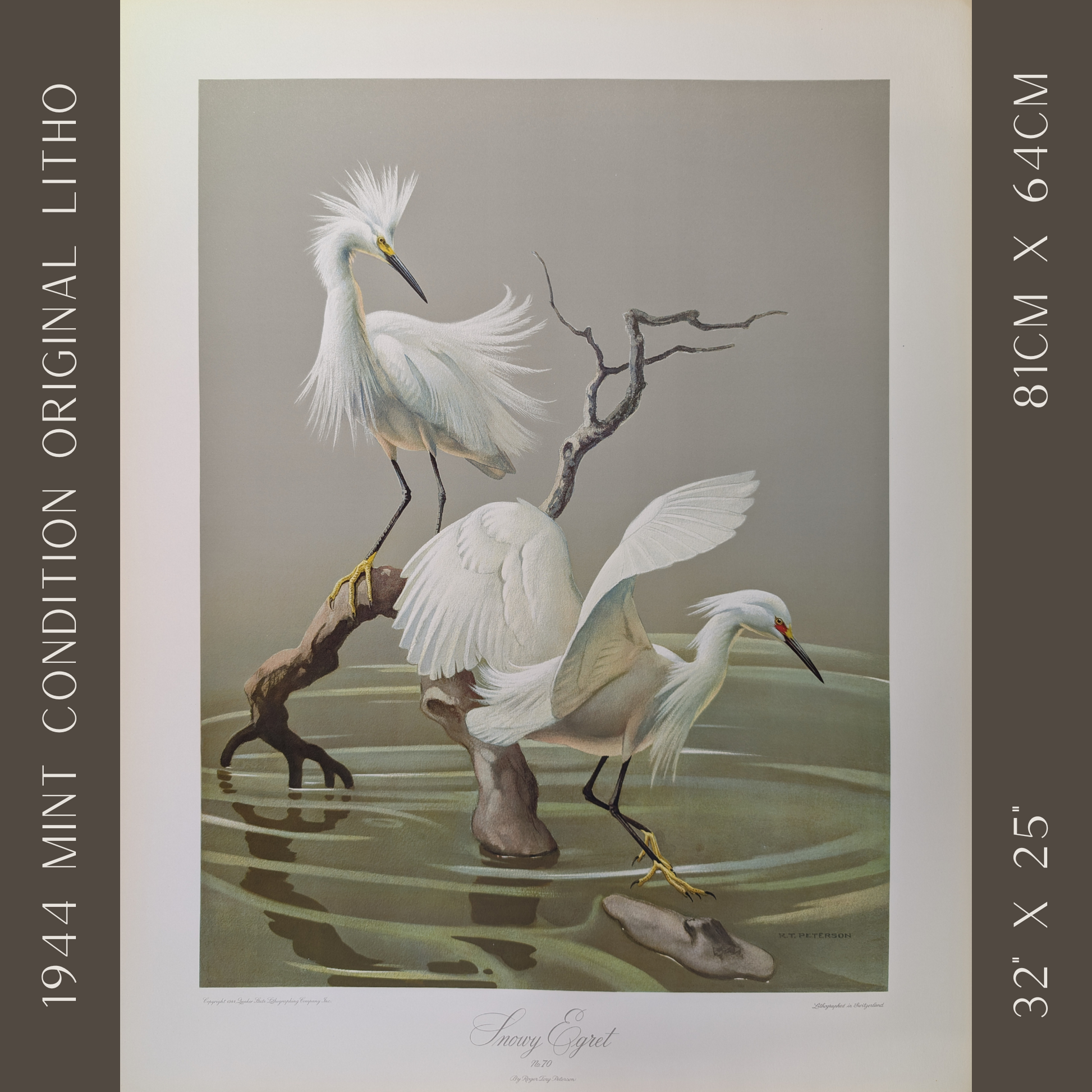 Snowy Egrets by Roger Tory Peterson, mint condition vintage lithograph printed in the 1940s - Offset Lithograph - Pink Flamingos