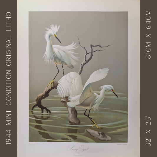 Snowy Egrets by Roger Tory Peterson, mint condition vintage lithograph printed in the 1940s - Offset Lithograph - Pink Flamingos