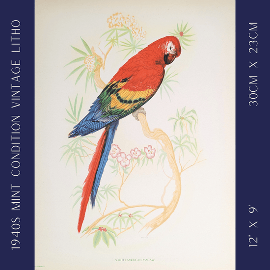 South American Macaw by Gould | 1940s Vintage Lithograph | Tropical Bird Wall Art - Offset Lithograph - Pink Flamingos