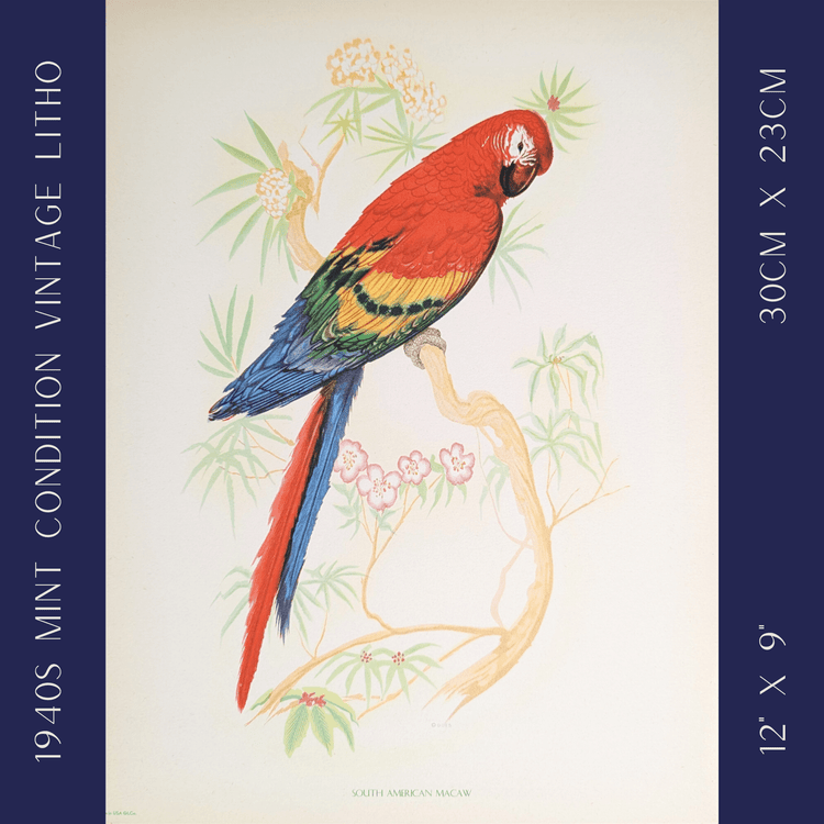South American Macaw by Gould | 1940s Vintage Lithograph | Tropical Bird Wall Art - Offset Lithograph - Pink Flamingos