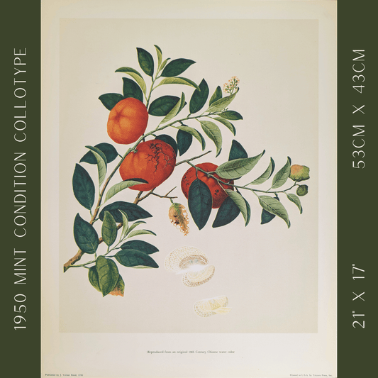 Tangerine | 1950 Vintage Chinese Botanical Collotype | Citrus Wall Art - Collotype - Pink Flamingos