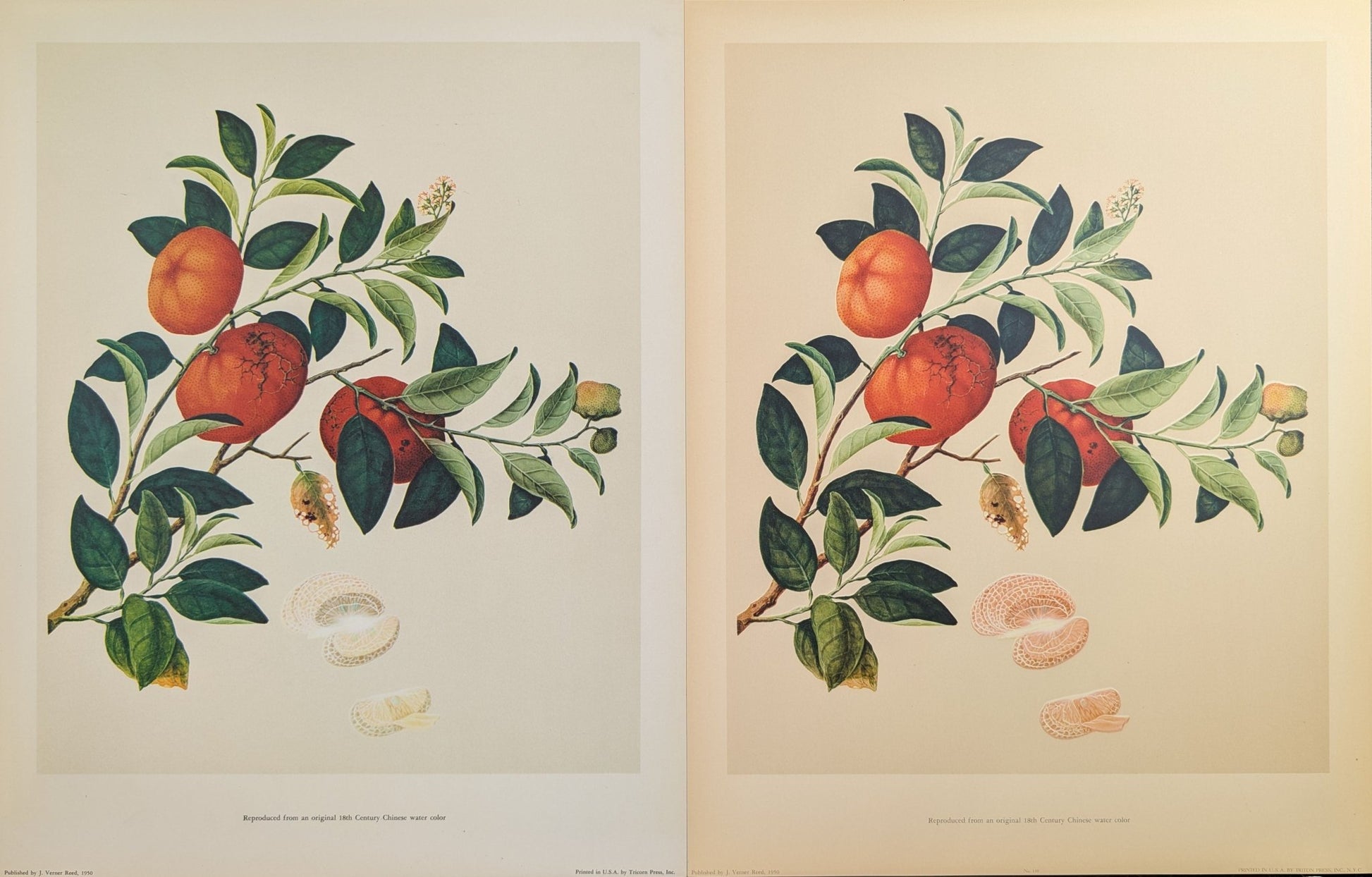 Tangerine | 1950 Vintage Chinese Botanical Collotype | Citrus Wall Art - Collotype - Pink Flamingos