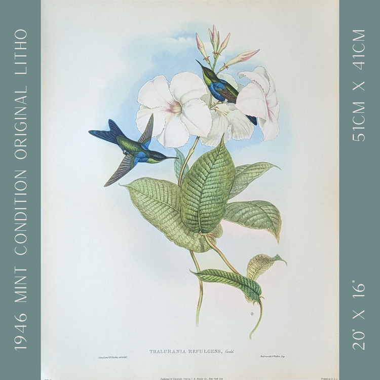 Thalurania Refulgens by Gould, mint condition authentic vintage lithograph printed in the 1940s - Offset Lithograph - Pink Flamingos