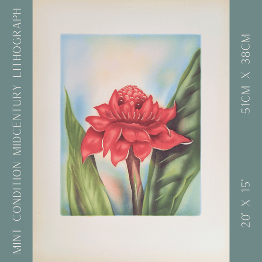 Torch Ginger by Unknown Artist | 1950s Hawaiian Floral Lithograph | Mid - Century Botanical Wall Art - Offset Lithograph - Pink Flamingos