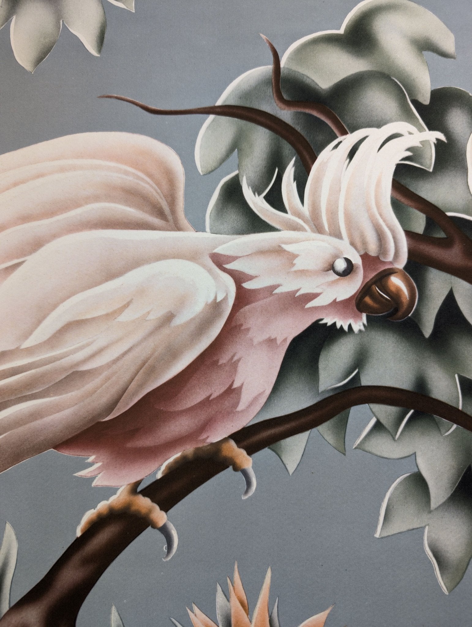 Turner Cockatoos vintage bird art detail shot