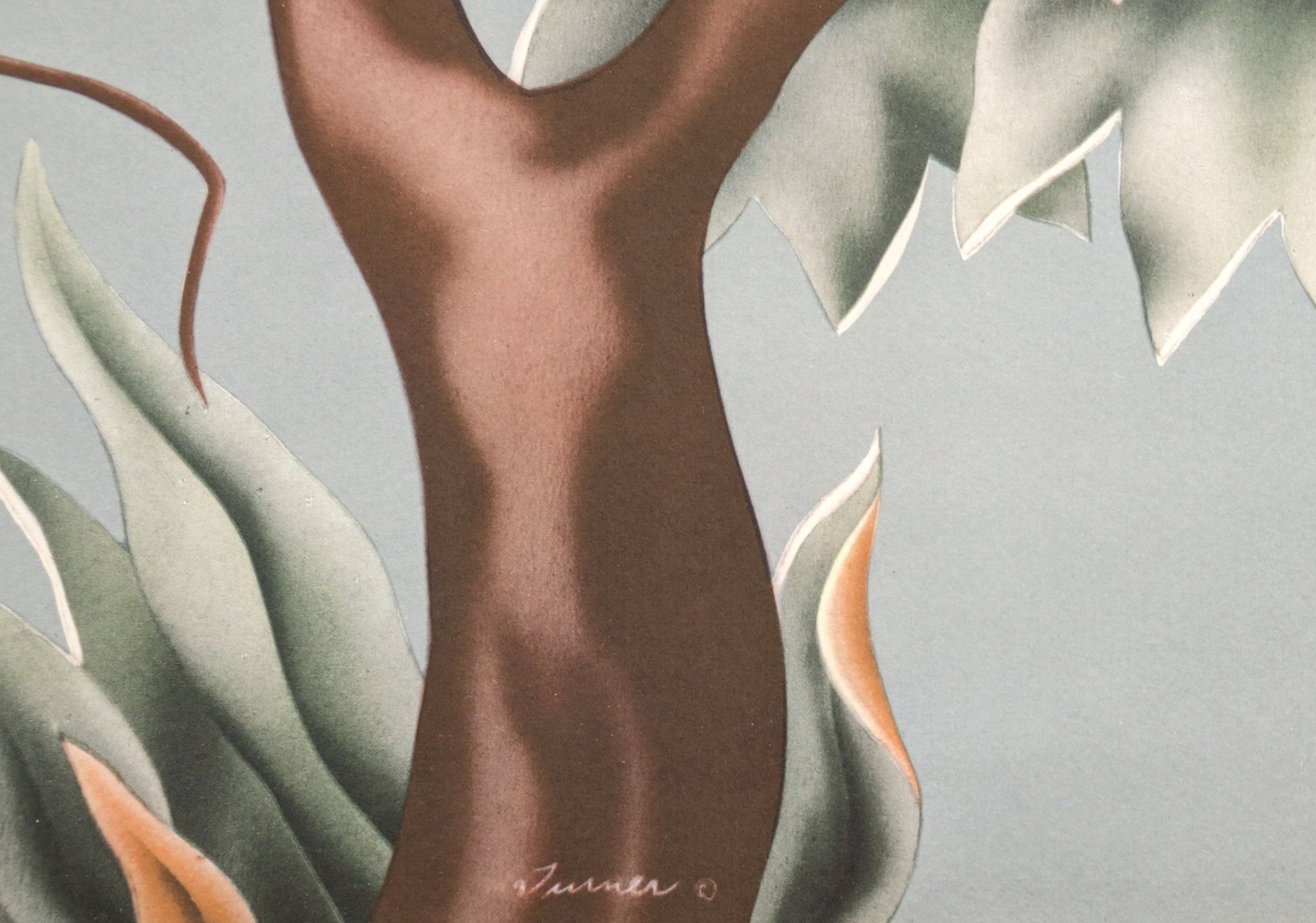 Turner Cockatoos vintage bird art detail shot