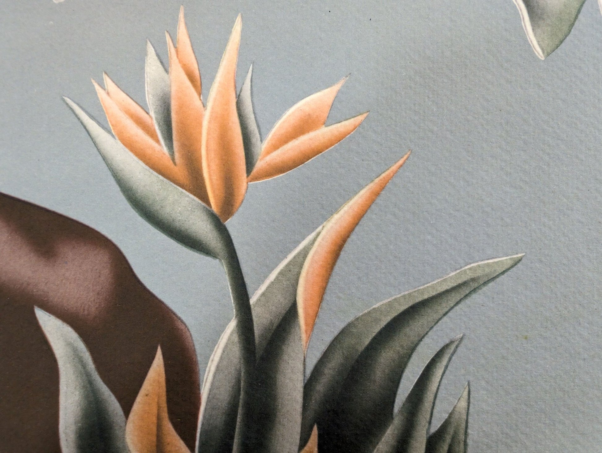 Turner Cockatoos print paper texture close-up