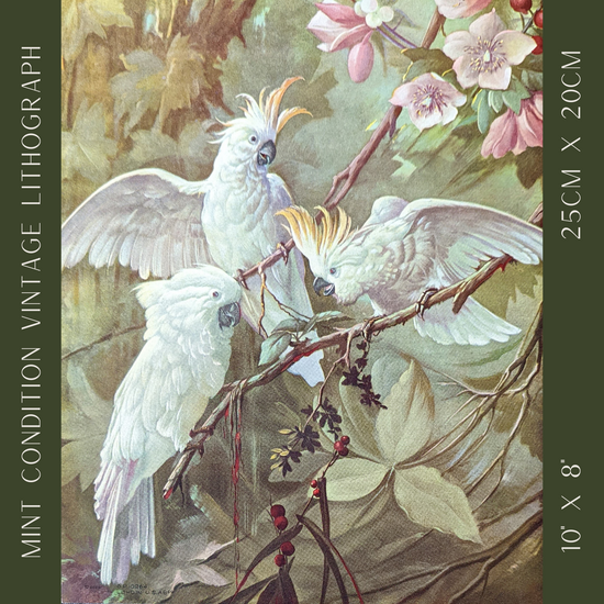 White Cockatoos Vintage Lithograph by A.T. Toran - Pink Flamingos