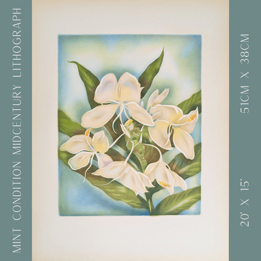 White Ginger | 1950s Hawaiian Floral Lithograph | Vintage Tropical Wall Art - Offset Lithograph - Pink Flamingos