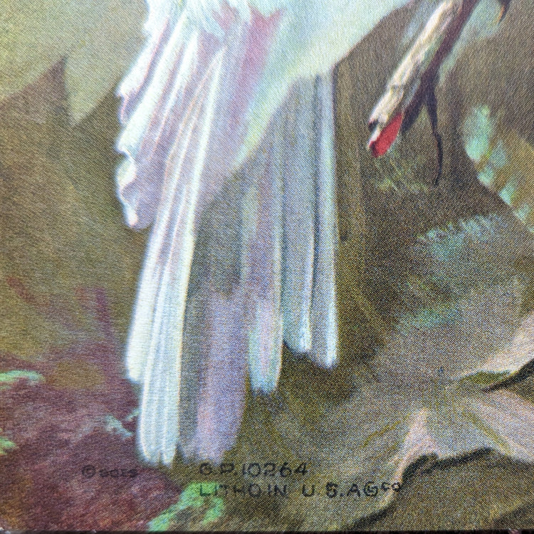 White Cockatoos Vintage Lithograph by A.T. Toran