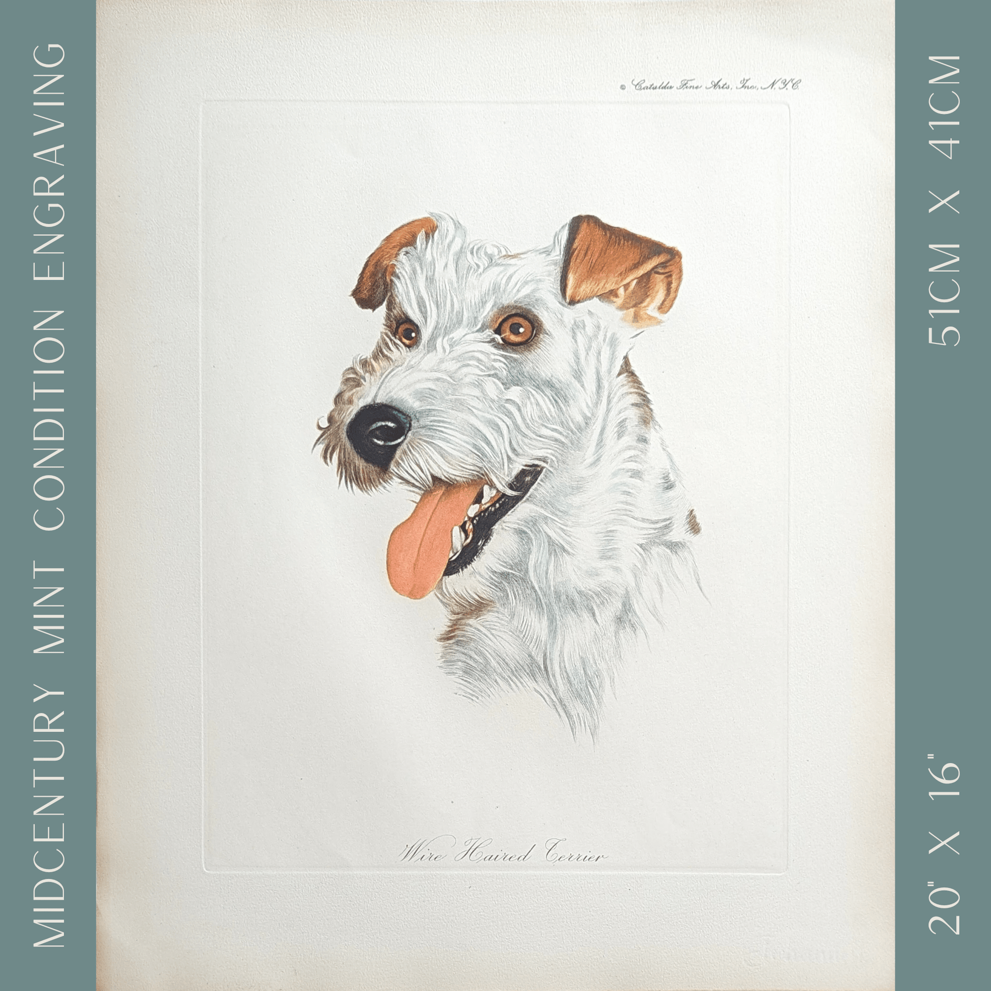 Wire Haired Terrier by Rolf Anderson, mint condition vintage hand - colored engraving from France circa 1940 - Hand Colored Engraving - Pink Flamingos