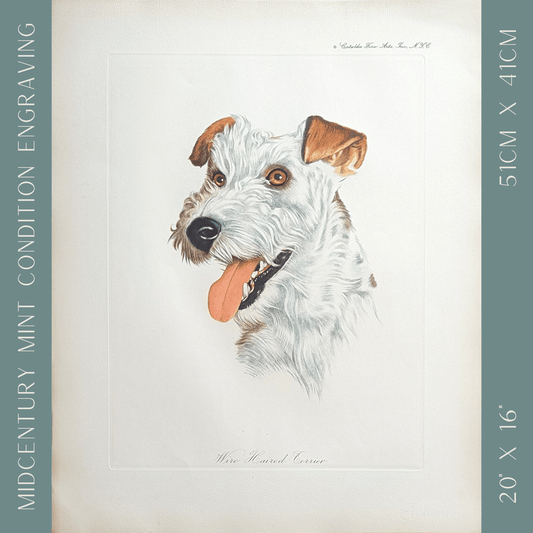 Wire Haired Terrier by Rolf Anderson, mint condition vintage hand - colored engraving from France circa 1940 - Hand Colored Engraving - Pink Flamingos