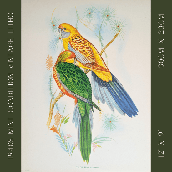 Yellow Rump Parakeets by Gould | 1940s Vintage Lithograph | Tropical Bird Wall Art - Offset Lithograph - Pink Flamingos
