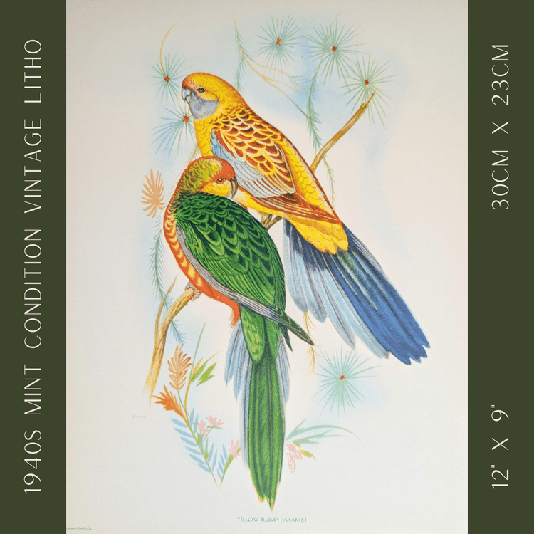 Yellow Rump Parakeets by Gould | 1940s Vintage Lithograph | Tropical Bird Wall Art - Offset Lithograph - Pink Flamingos