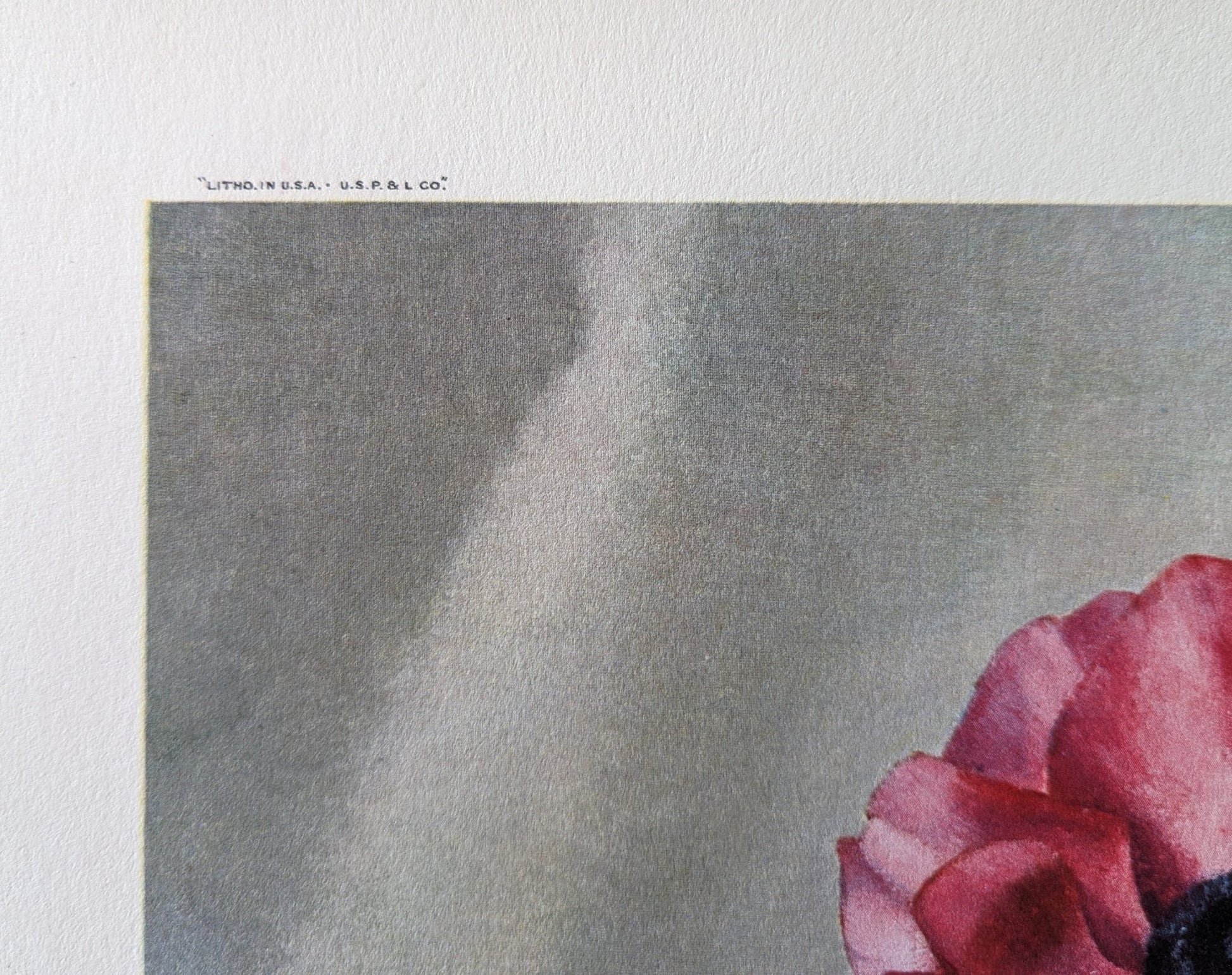Anemones, still life by Harry Lane, mint condition vintage lithograph printed in 1945 - Pink Flamingos