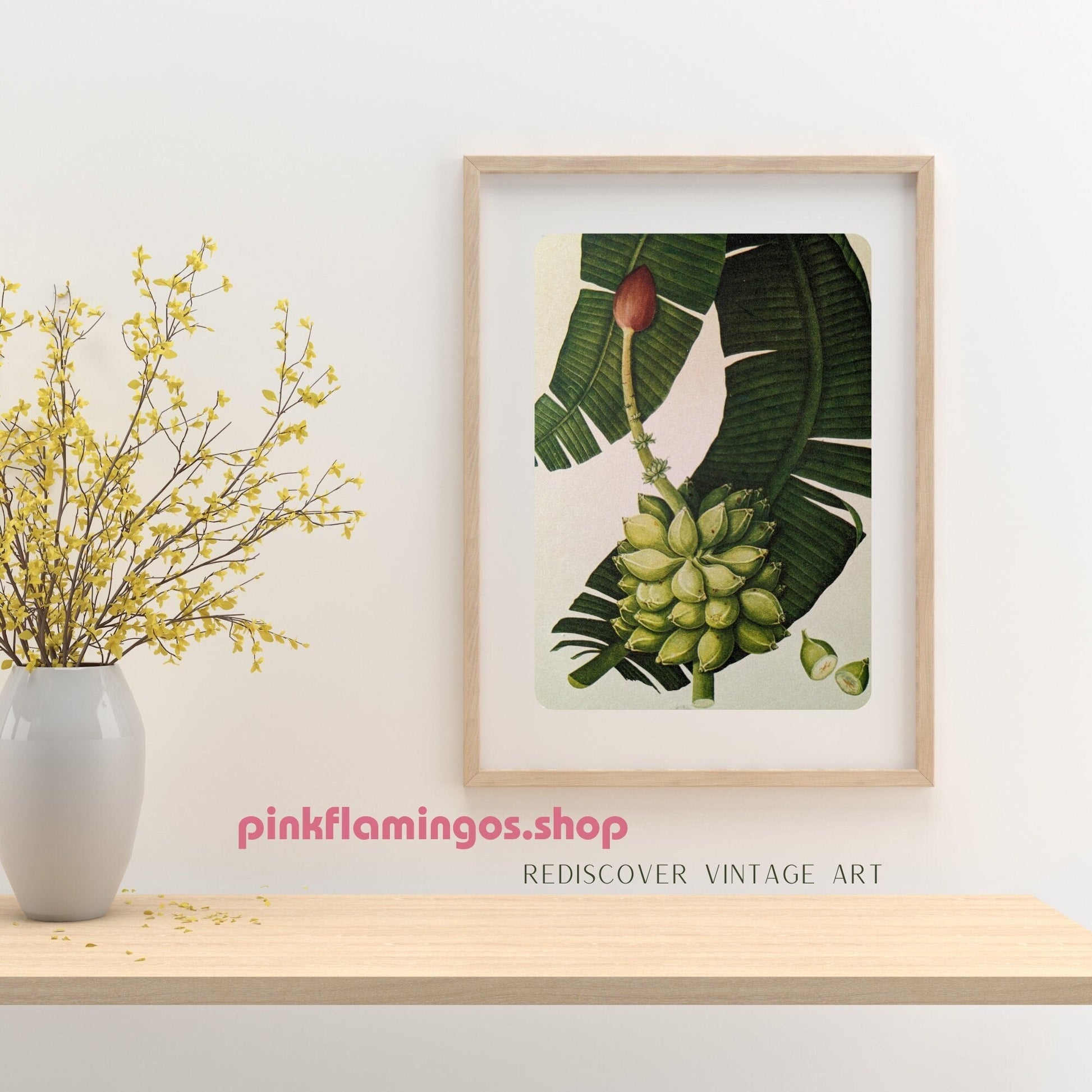 Banana or Plantain - unique vintage collotype wall art circa 1950 from 18th century Chinese artwork - Pink Flamingos