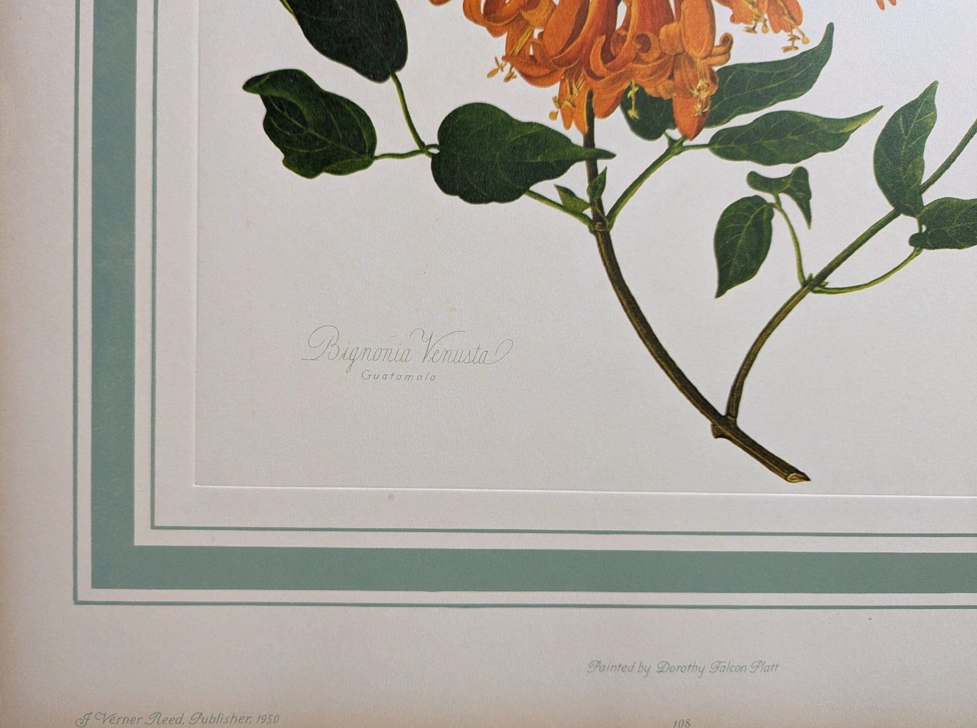 Bignonia Venusta by Dorothy Platt, mint condition vintage botanical collotype printed in 1950 - Pink Flamingos