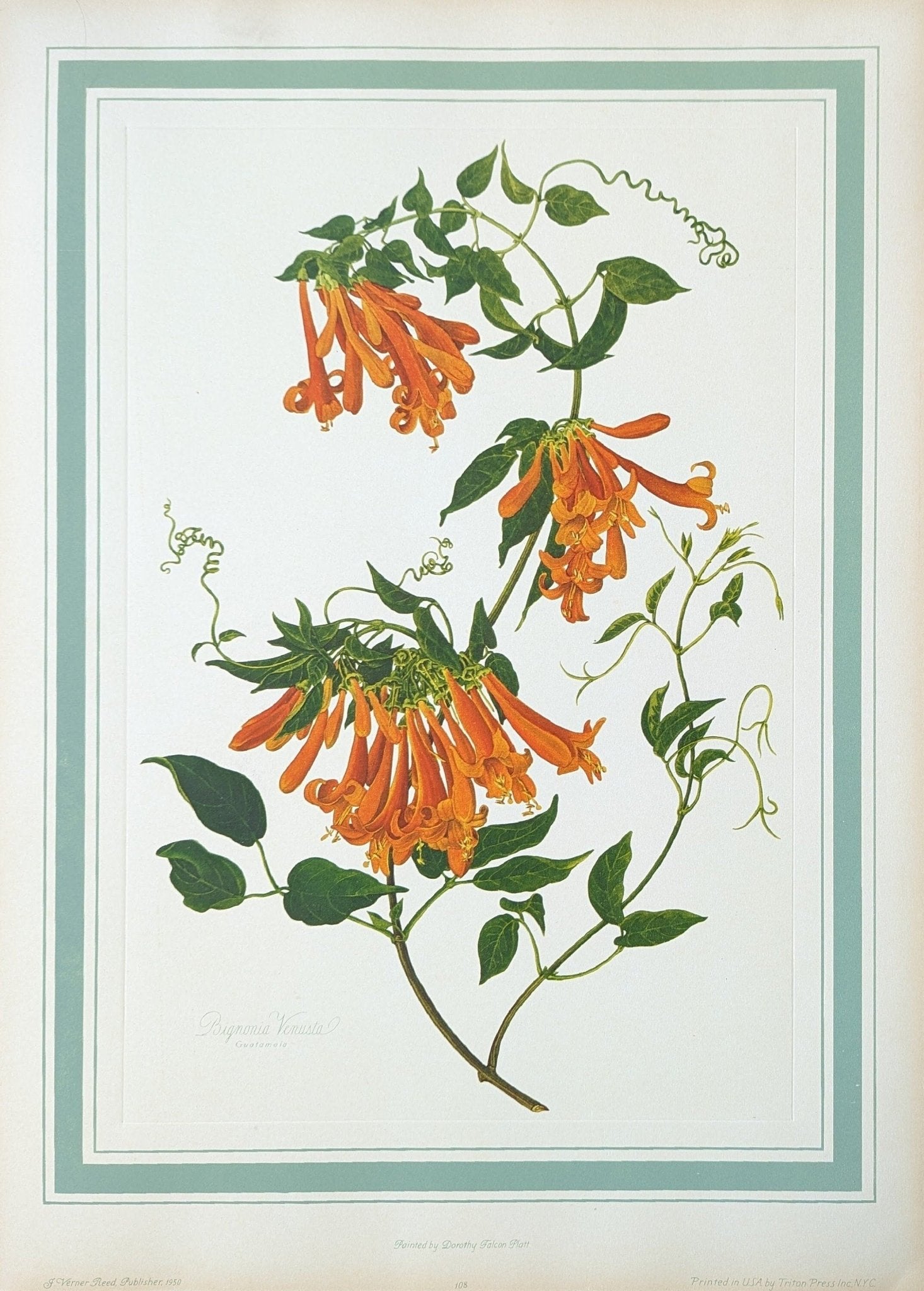 Bignonia Venusta by Dorothy Platt, mint condition vintage botanical collotype printed in 1950 - Pink Flamingos