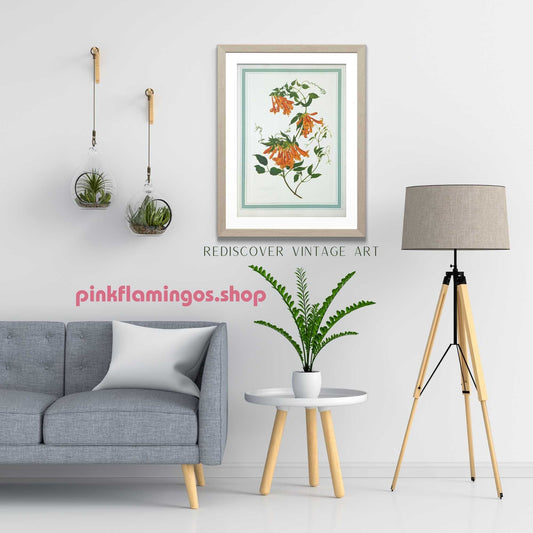 Bignonia Venusta by Dorothy Platt, mint condition vintage botanical collotype printed in 1950 - Pink Flamingos