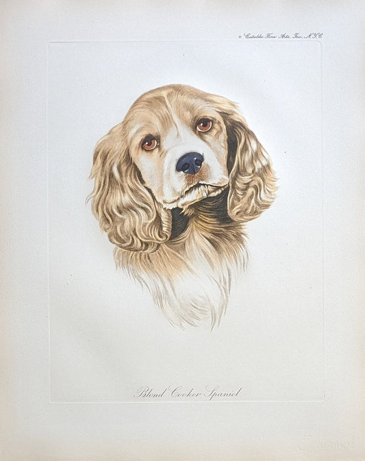 Blond Cocker Spaniel by Rolf Anderson, mint condition vintage hand colored French engraving circa 1940 - Pink Flamingos