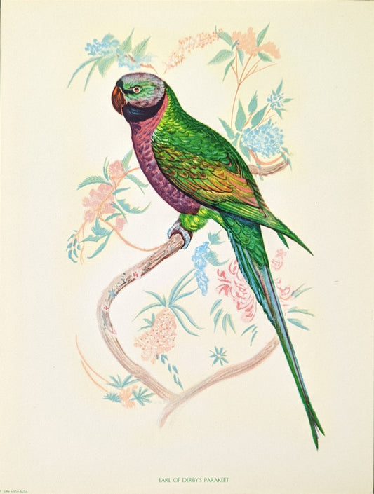 Earl of Derby Parakeet by Gould, original mint condition offset lithograph circa 1940 - Pink Flamingos