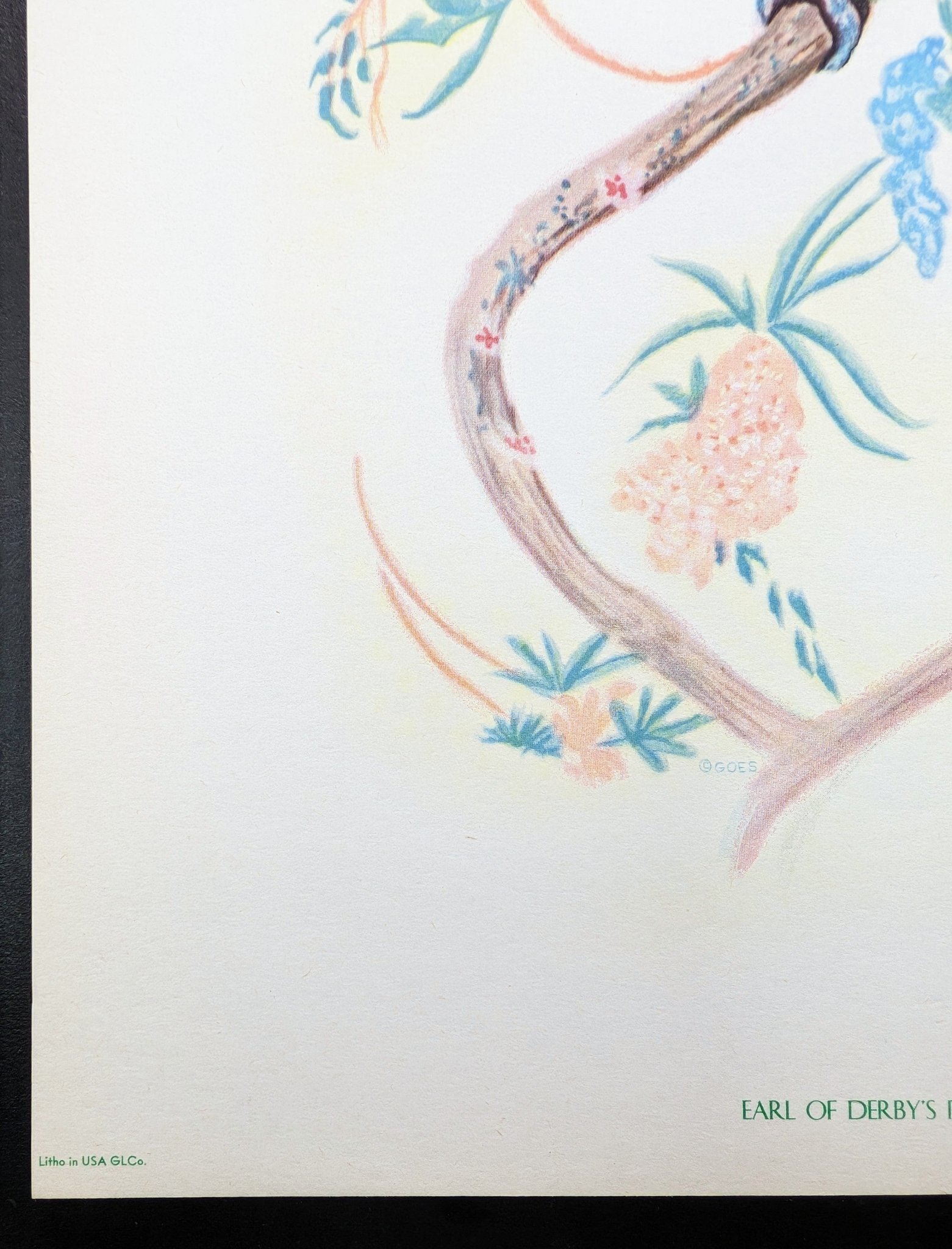 Earl of Derby Parakeet by Gould, original mint condition offset lithograph circa 1940 - Pink Flamingos