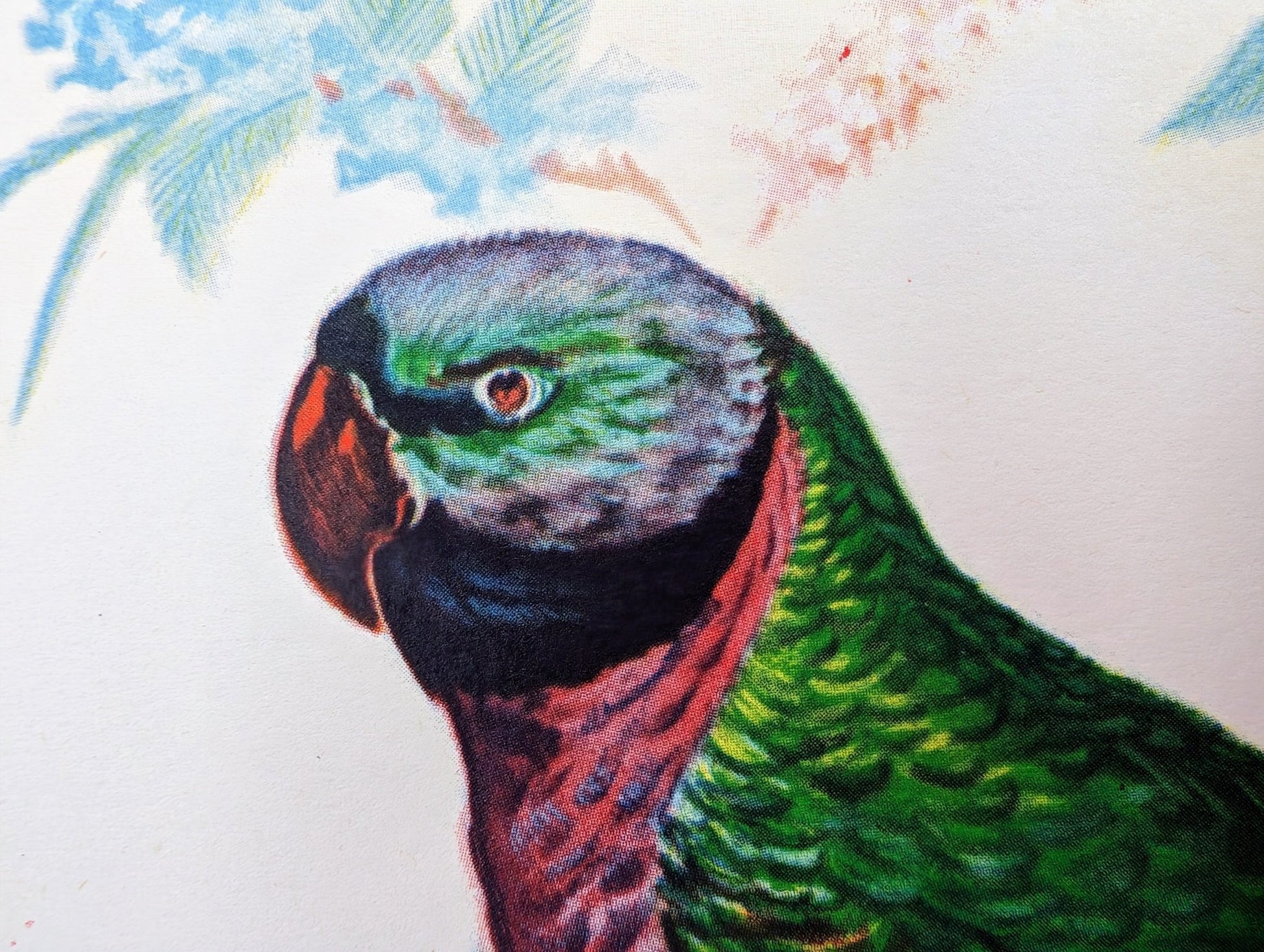 Earl of Derby Parakeet by Gould, original mint condition offset lithograph circa 1940 - Pink Flamingos