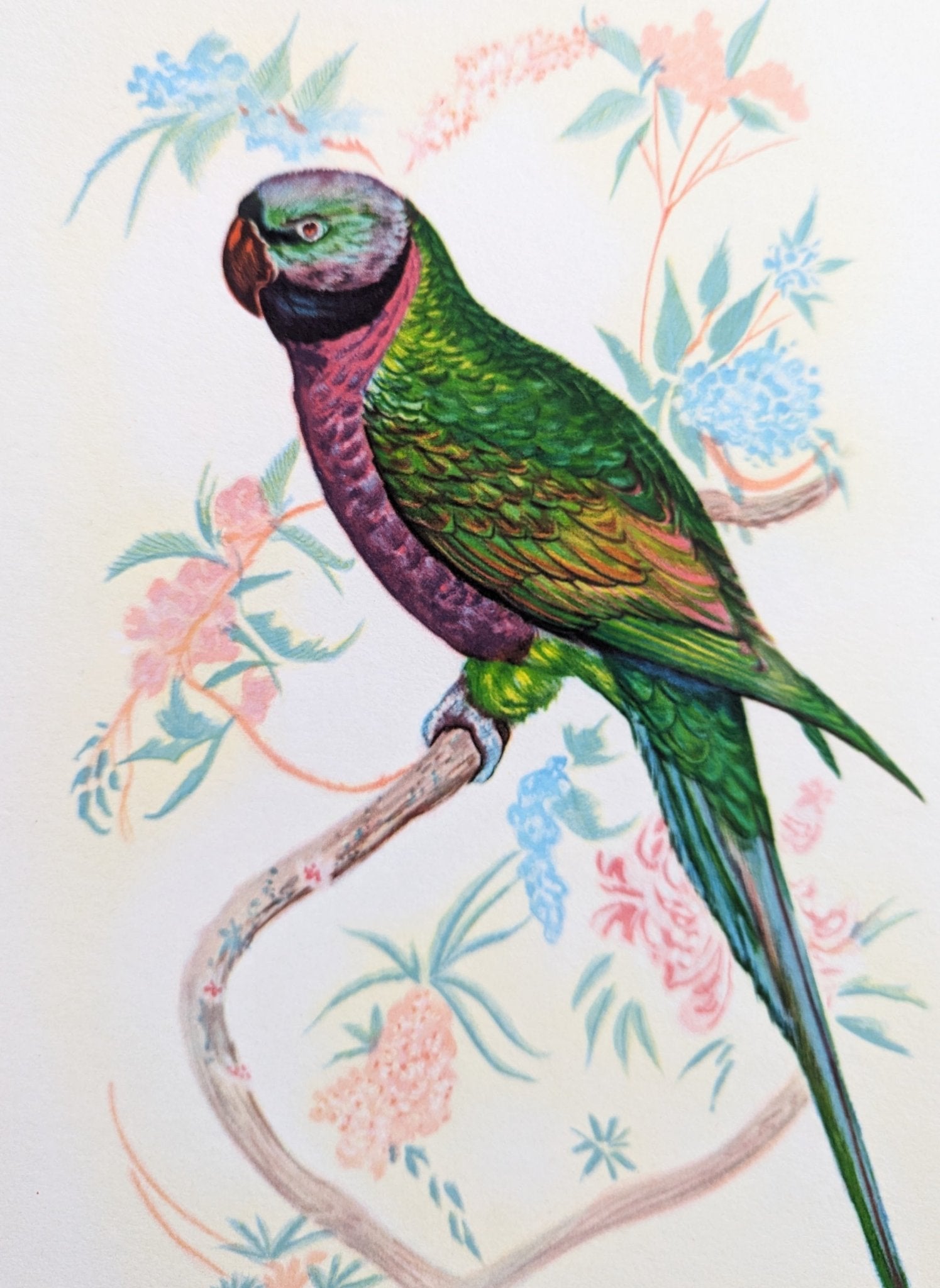 Earl of Derby Parakeet by Gould, original mint condition offset lithograph circa 1940 - Pink Flamingos