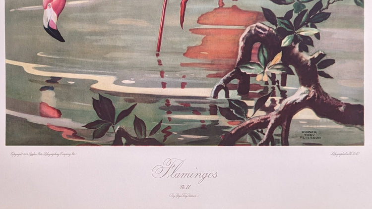 Vintage naturalist flamingo illustration by Peterson, ideal for nature-themed interior design
