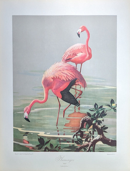 Flamingos by Roger Tory Peterson, mint condition vintage lithograph printed in the 1940s - Offset Lithograph - Pink Flamingos
