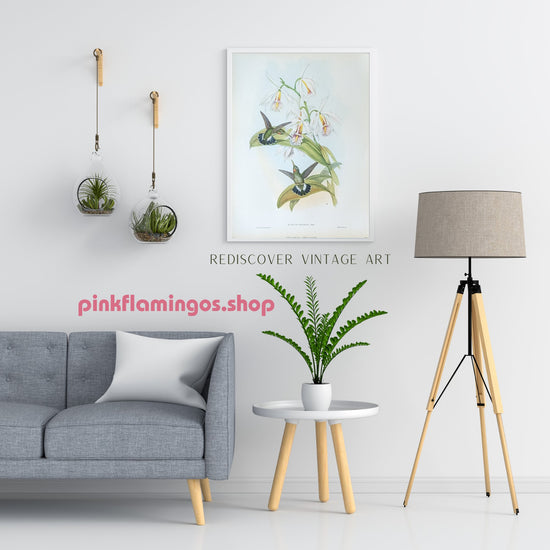 Glaucis Fraseri by Gould, mint condition authentic vintage lithograph printed in the 1940s - Offset Lithograph - Pink Flamingos