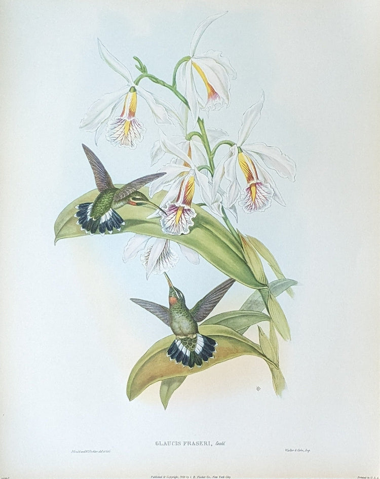 Glaucis Fraseri by Gould, mint condition authentic vintage lithograph printed in the 1940s - Offset Lithograph - Pink Flamingos