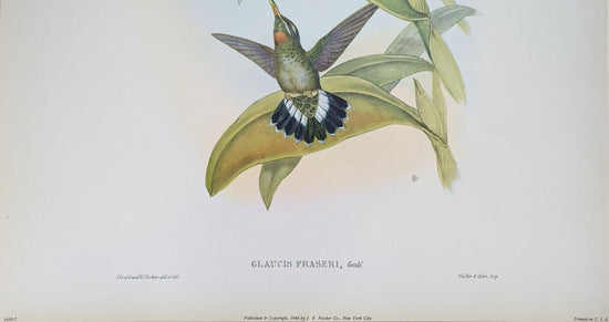 Glaucis Fraseri by Gould, mint condition authentic vintage lithograph printed in the 1940s - Offset Lithograph - Pink Flamingos