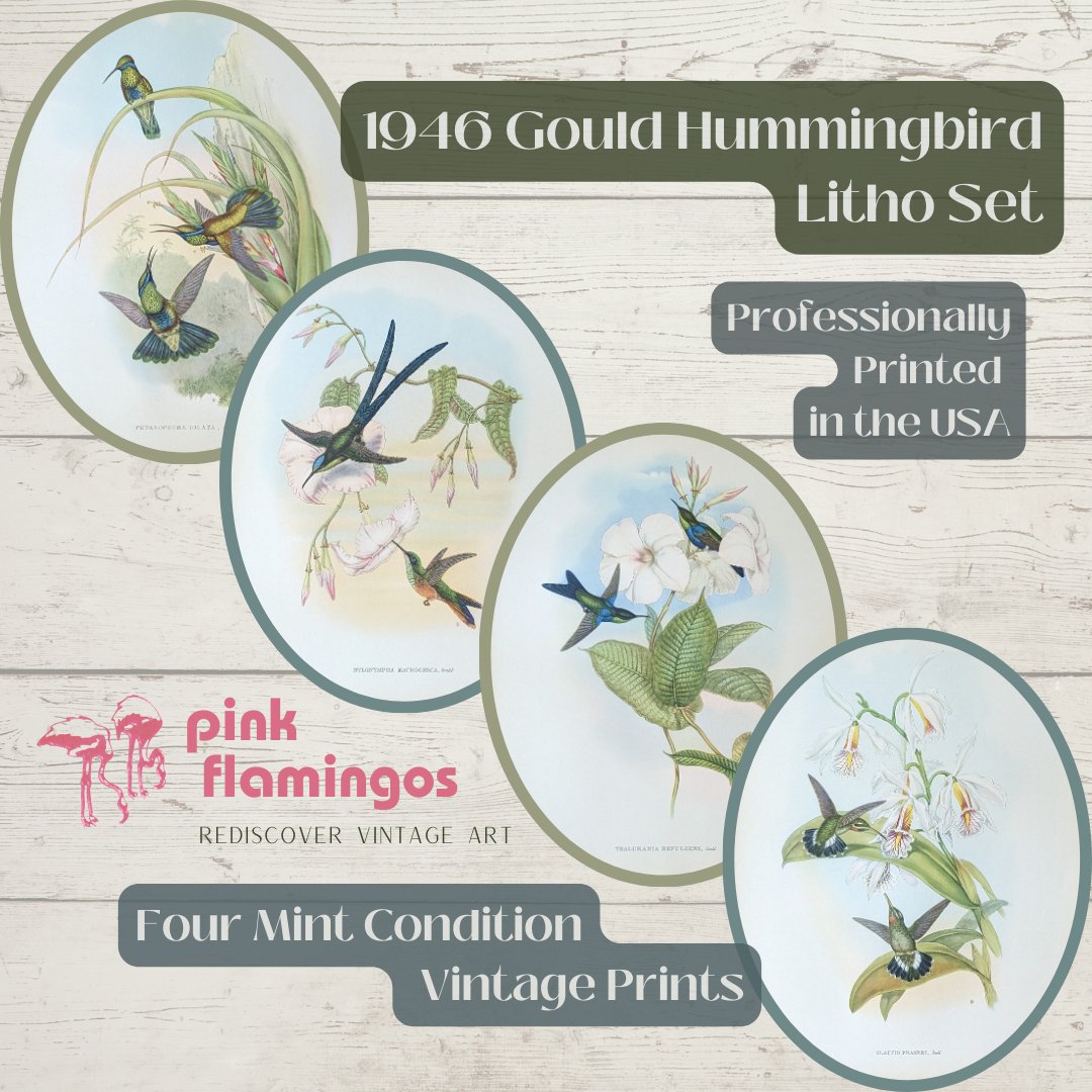 Gould Hummingbird Lithograph Set - Exclusive Collection of Four Mint Condition Vintage Prints from 1946 - Offset Lithograph - Pink Flamingos