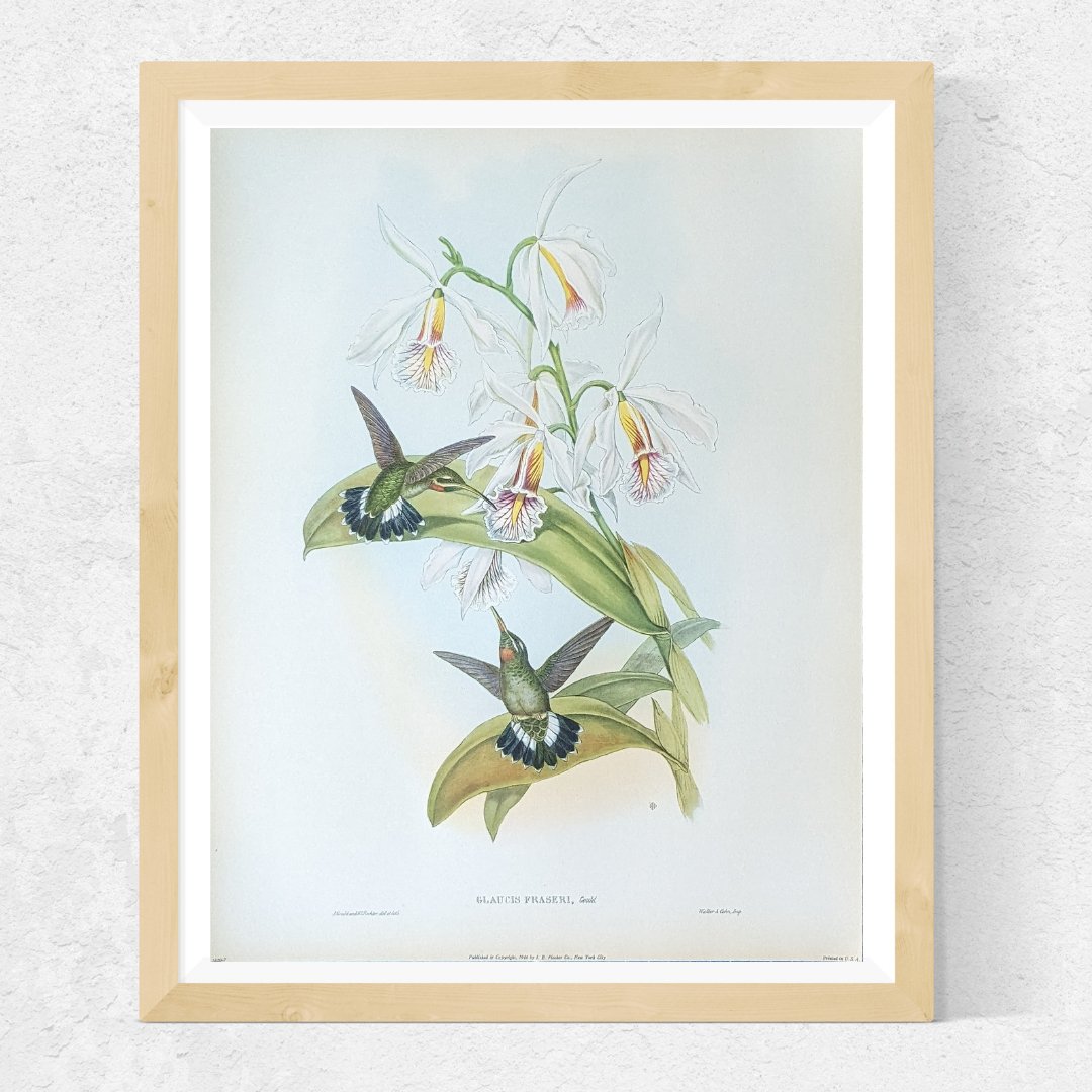 Gould Hummingbird Lithograph Set - Exclusive Collection of Four Mint Condition Vintage Prints from 1946 - Offset Lithograph - Pink Flamingos