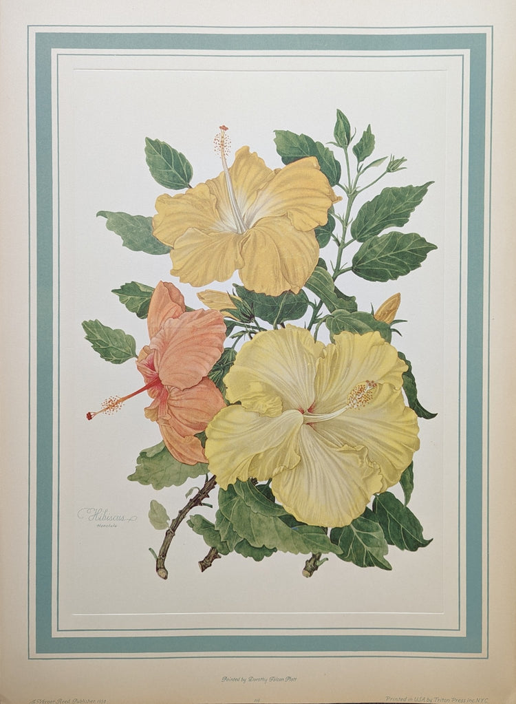 Hibiscus by Dorothy Platt, mint condition vintage botanical collotype printed in 1950 - Collotype - Pink Flamingos