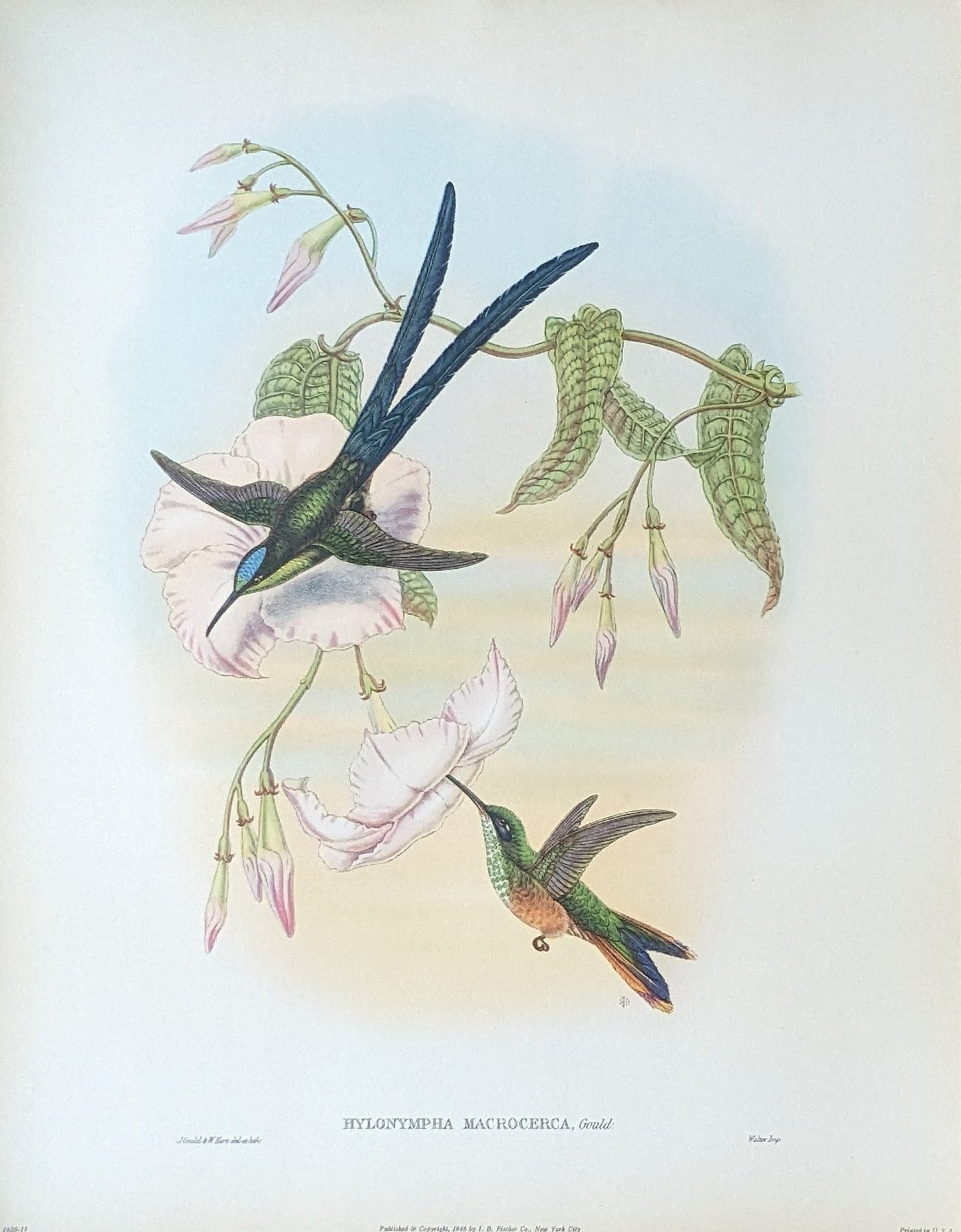 Hylonempha Macrocerca by Gould, mint condition authentic vintage lithograph printed in the 1940s - Offset Lithograph - Pink Flamingos