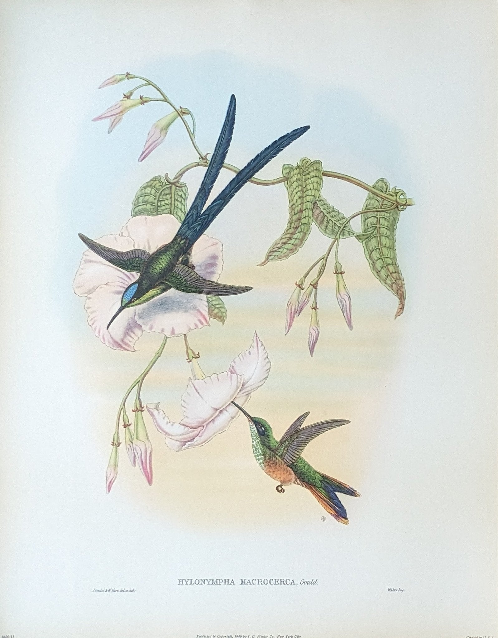 Hylonempha Macrocerca by Gould, mint condition authentic vintage lithograph printed in the 1940s - Offset Lithograph - Pink Flamingos