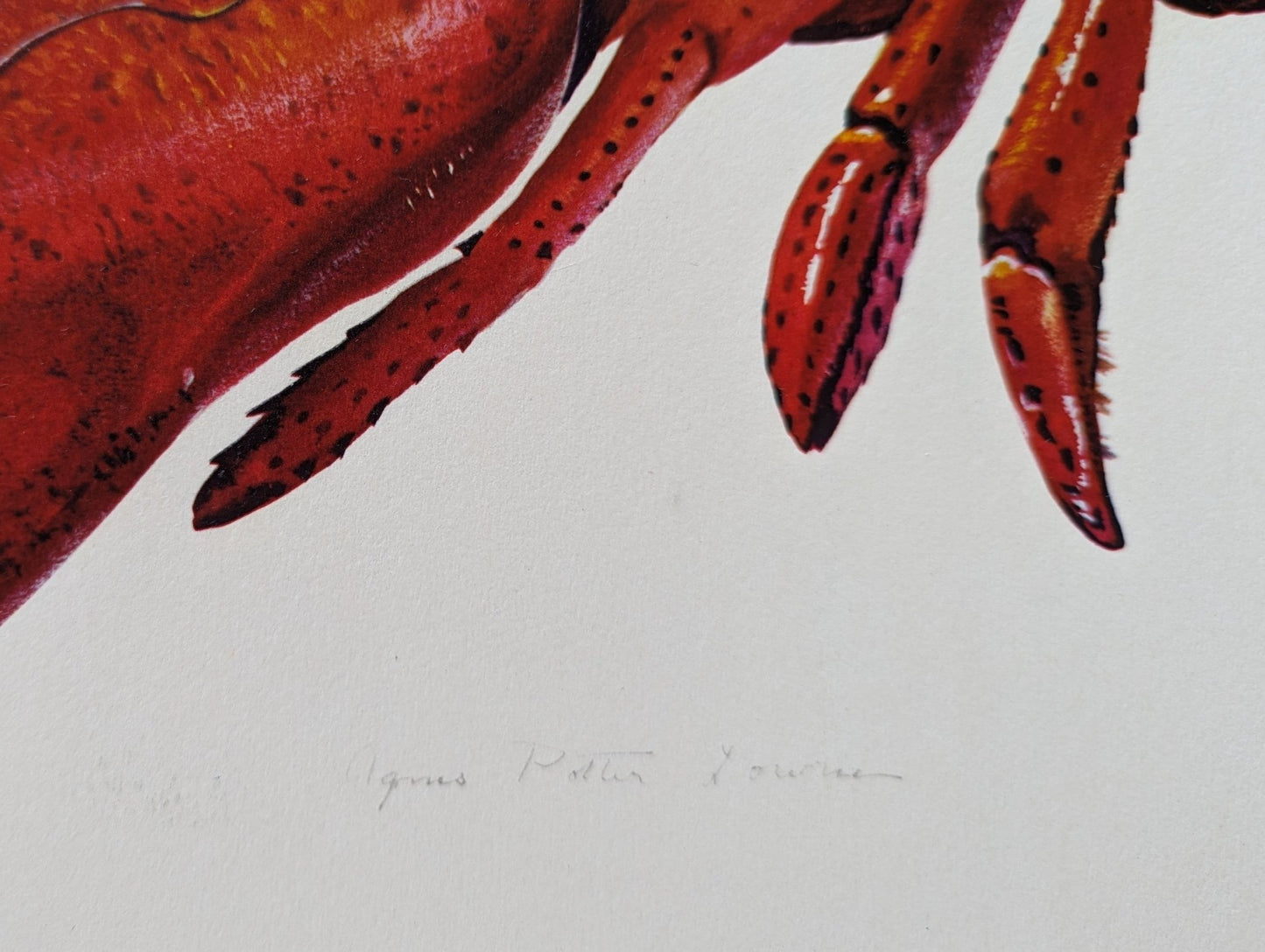 Lobster by A.P. Lowrie, large mint condition vintage collotype printed in 1950 - Collotype - Pink Flamingos