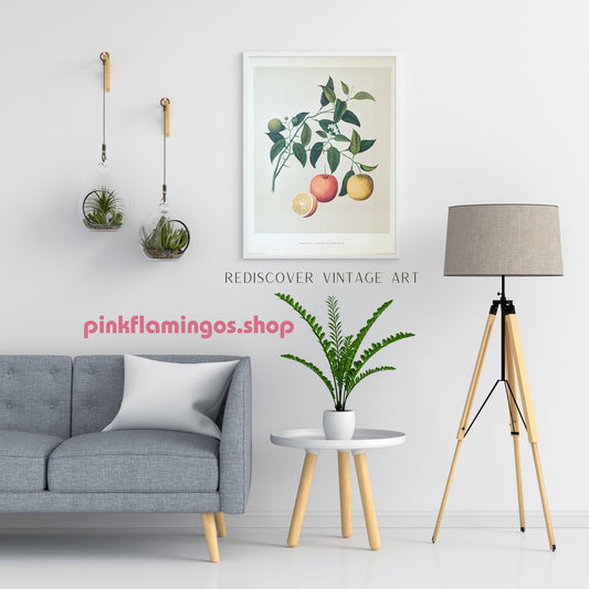 Orange - unique vintage collotype wall art circa 1950 from 18th century Chinese artwork - Collotype - Pink Flamingos