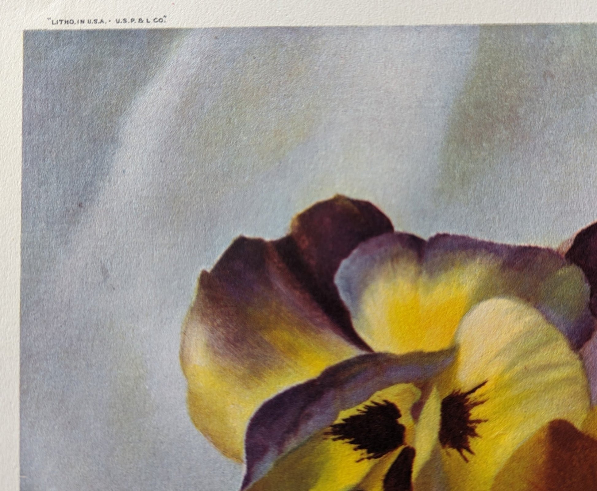 Pansies, still life by Harry Lane, mint condition vintage lithograph printed in 1945 - Offset Lithograph - Pink Flamingos