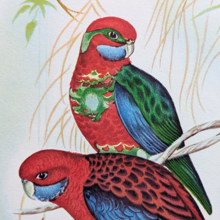Pennant's Parakeets by Gould, original mint condition offset lithograph circa 1940 - Pink Flamingos