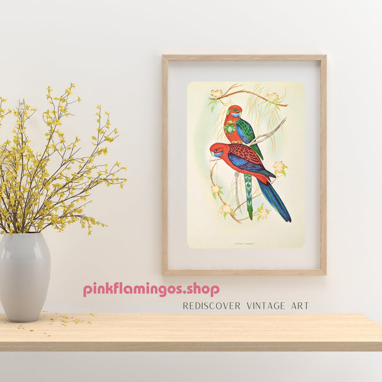 Pennant's Parakeets by Gould, original mint condition offset lithograph circa 1940 - Pink Flamingos