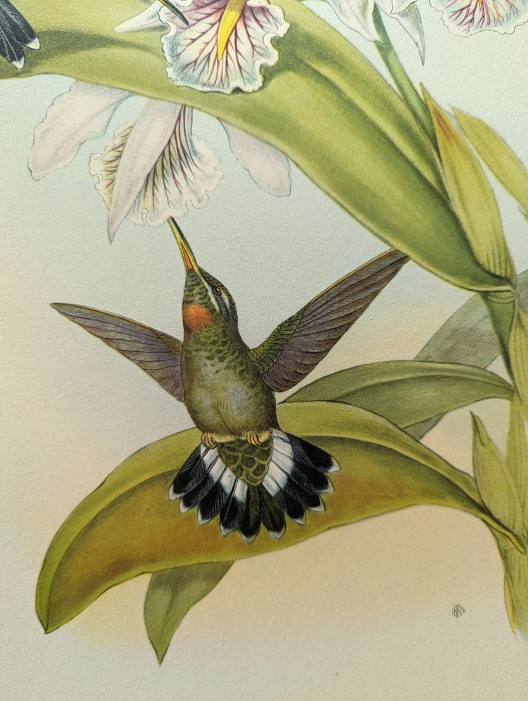 Petasophora Iolata by Gould, mint condition authentic vintage lithograph printed in the 1940s - Offset Lithograph - Pink Flamingos